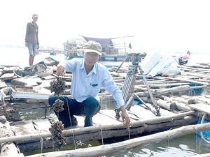 Ngư dân thu tiền tỷ từ nuôi hàu "Thái Bình Dương"