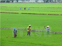 Nghiên cứu 2 giống lúa chịu mặn cho vùng cù lao Tân Phú Đông