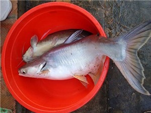Bắt được cá basa "khủng" 9 kg trên sông Đồng Nai
