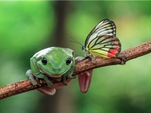 Ngắm ếch xanh điệu đà với tóc “bướm” sặc sỡ