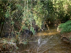 Mạng nhện lớn nhất thế giới có thể bắc qua một con sông