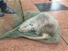Chuột dài một mét trong sân trường đại học Trung Quốc