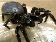 Sự thực về vết cắn của nhện góa phụ đen