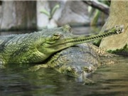 Những loài cá sấu có vẻ ngoài đáng sợ nhất hành tinh