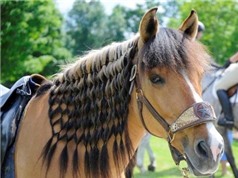 Choáng váng với những bộ lông “bá đạo” của động vật 