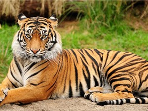 Những khám phá ấn tượng về loài hổ hoang dã