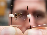 Công nghệ “tiêm chủng” cho muỗi: Sắp xóa sổ bệnh sốt rét?