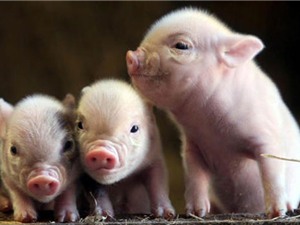 Khám phá độc đáo về loài lợn ngay quanh chúng ta
