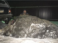 Bắn lợn rừng hơn 500 kg, thợ săn Nga bị chỉ trích