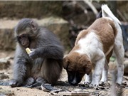 Kinh ngạc tình bạn kỳ lạ giữa chó và khỉ