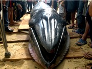 Cá voi dài 6 mét dạt vào bờ biển Phú Yên