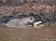 Kinh hoàng cảnh báo gấm săn cá sấu khổng lồ dưới sông