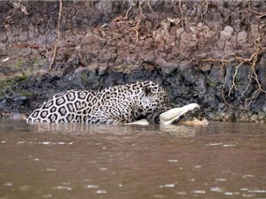 Kinh hoàng cảnh báo gấm săn cá sấu khổng lồ dưới sông