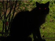Mèo Yule, quái vật Giáng sinh gây ác mộng ở Iceland