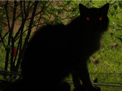 Mèo Yule, quái vật Giáng sinh gây ác mộng ở Iceland