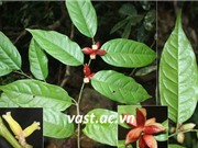 Công bố loài thực vật mới ở Khánh Hòa