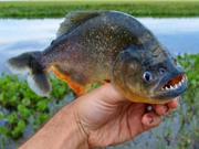 Khám phá gây bất ngờ về cá ăn thịt người Piranha