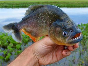 Khám phá gây bất ngờ về cá ăn thịt người Piranha