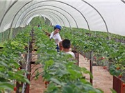 Hà Nội quy hoạch khu sản xuất nông nghiệp công nghệ cao