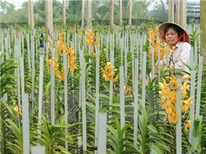 Các nhà khoa học tìm thấy 8 loài lan mới tại khu vực Tây Nguyên