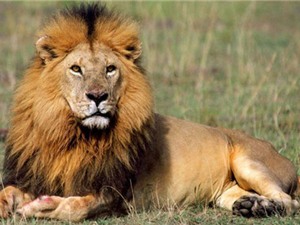 Những thông tin ít biết về loài sư tử