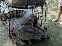 Người dân bắt được cá sấu quý hiếm gần quốc lộ 1A