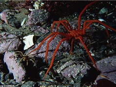 Phát hiện nhện biển khổng lồ ở Nam Cực