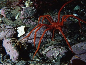 Phát hiện nhện biển khổng lồ ở Nam Cực