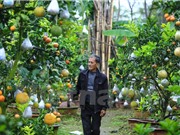 Cây trồng 10 loại quả "siêu lạ" của lão nông Hà Nội