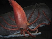 Tìm hiểu về loài mực khổng lồ giống quái vật trong truyền thuyết
