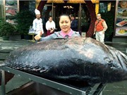  Bắt được cá mú khổng lồ nặng 130kg, dài 2 m