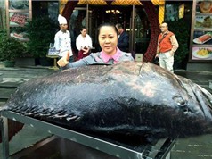  Bắt được cá mú khổng lồ nặng 130kg, dài 2 m