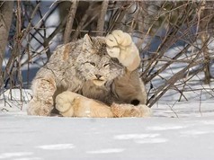 Kỳ lạ loài mèo quý hiếm có bàn chân khổng lồ 