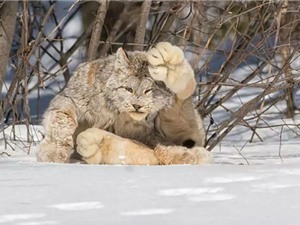 Kỳ lạ loài mèo quý hiếm có bàn chân khổng lồ 