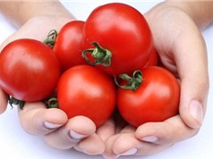 Những người ăn cà chua có thể tử vong