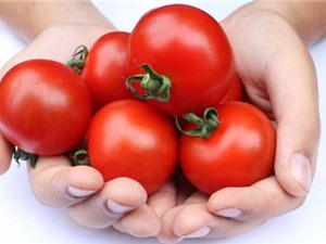 Những người ăn cà chua có thể tử vong