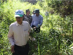 Tạm dừng dự án làm đường trong Vườn quốc gia Cát Tiên