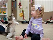Tình bạn kỳ lạ giữa cô bé 2 tuổi và chú mèo bị khuyết tật