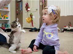 Tình bạn kỳ lạ giữa cô bé 2 tuổi và chú mèo bị khuyết tật