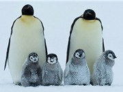 Chùm ảnh: Chim cánh cụt đoàn kết chống bão tuyết