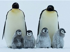 Chùm ảnh: Chim cánh cụt đoàn kết chống bão tuyết