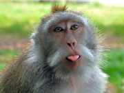 Những phát hiện bất ngờ về loài khỉ