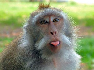 Những phát hiện bất ngờ về loài khỉ