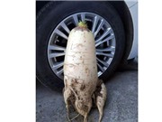 Trung Quốc phát hiện củ cải trắng to gần bằng lốp ôtô