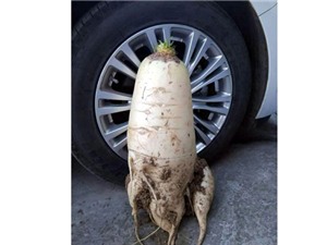 Trung Quốc phát hiện củ cải trắng to gần bằng lốp ôtô
