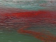 Tôm hùm đỏ nổi kín mặt hồ nước ở New Zealand