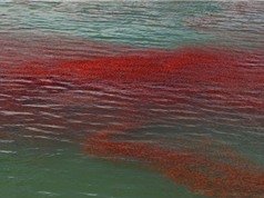Tôm hùm đỏ nổi kín mặt hồ nước ở New Zealand