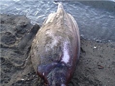 Loài "thủy quái" kỳ lạ, hiếm gặp dạt vào Alaska