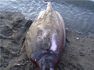 Loài "thủy quái" kỳ lạ, hiếm gặp dạt vào Alaska