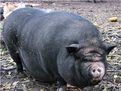 Bảo tồn các nguồn gene quý: Lo gà Đông Tảo “nối gót” lợn ỷ đen